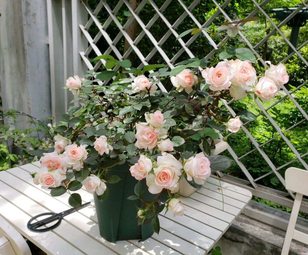 可爱多多少钱（解析可爱多基本信息）(2)