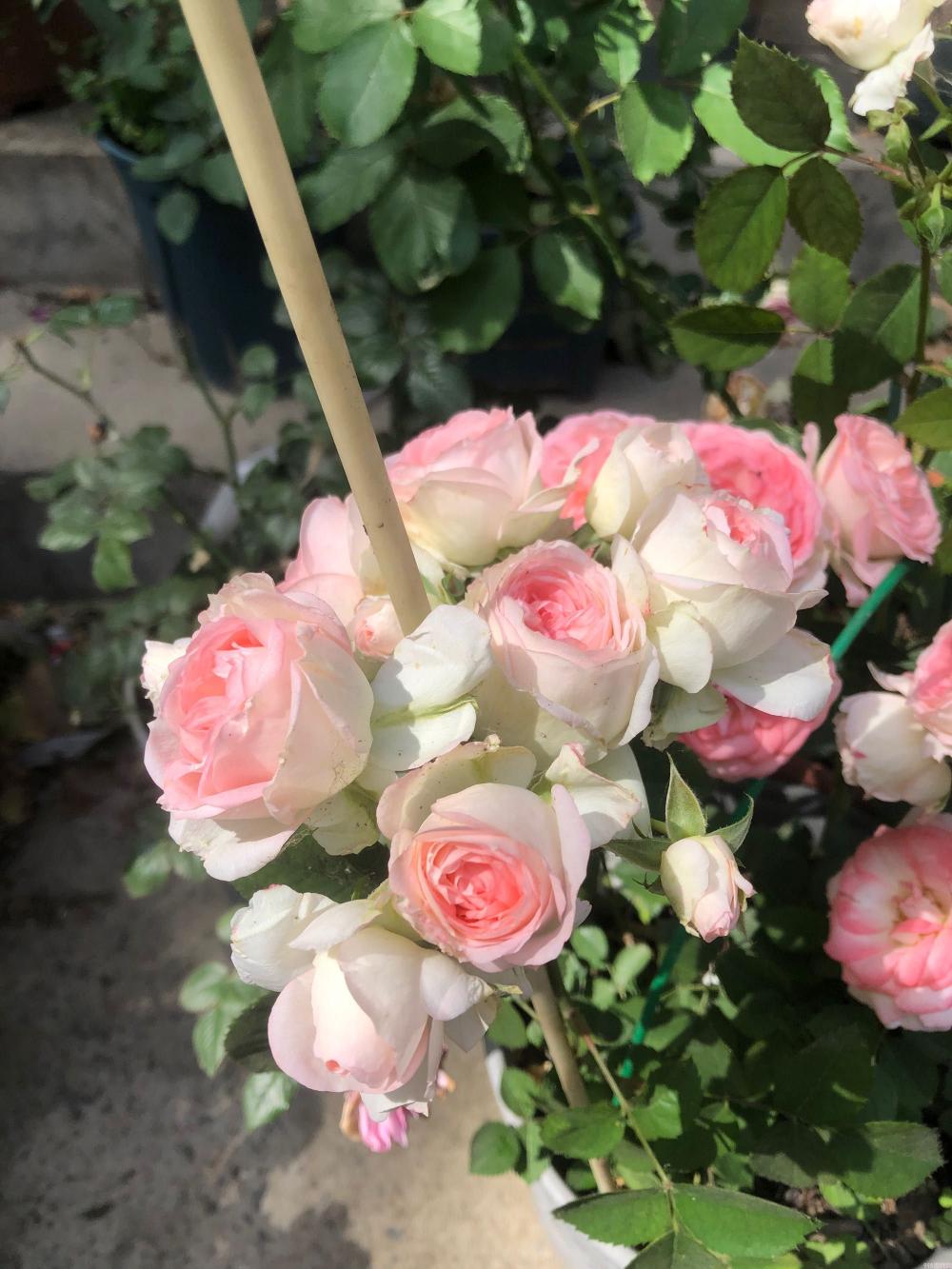 可爱多多少钱（解析可爱多基本信息）(3)