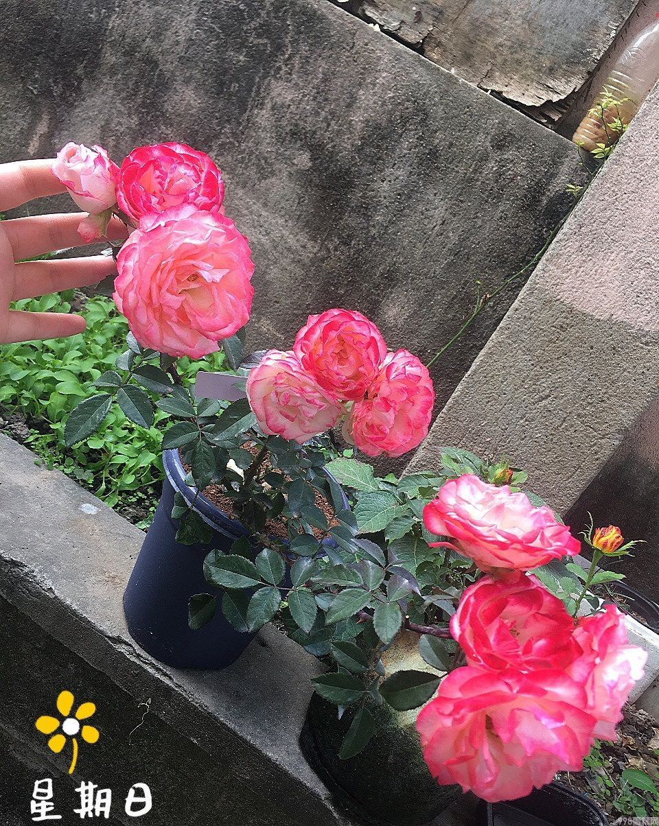 可爱多多少钱（解析可爱多基本信息）(5)