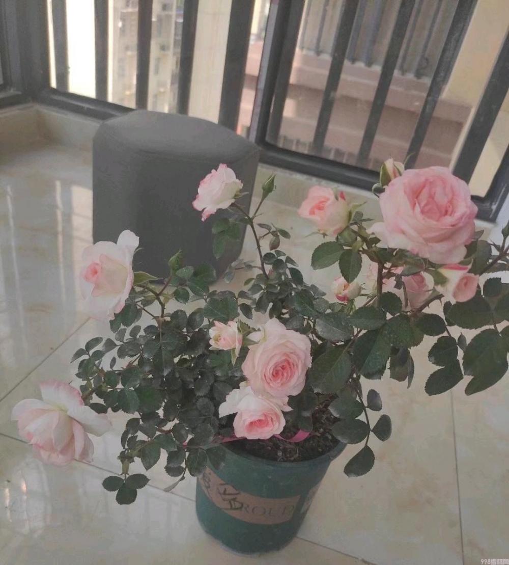 可爱多多少钱（解析可爱多基本信息）(9)